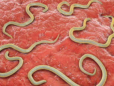 Чим лікувати токсокароз? Ефективна стратегія відновлення